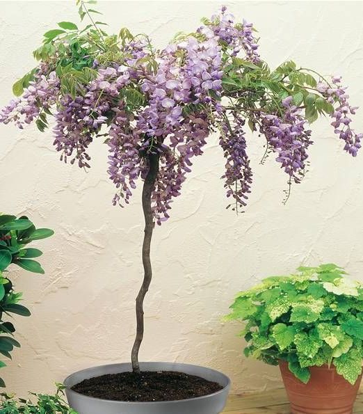 Wisteria Brachybotrys 'Ikoyama fuji' na kmeni